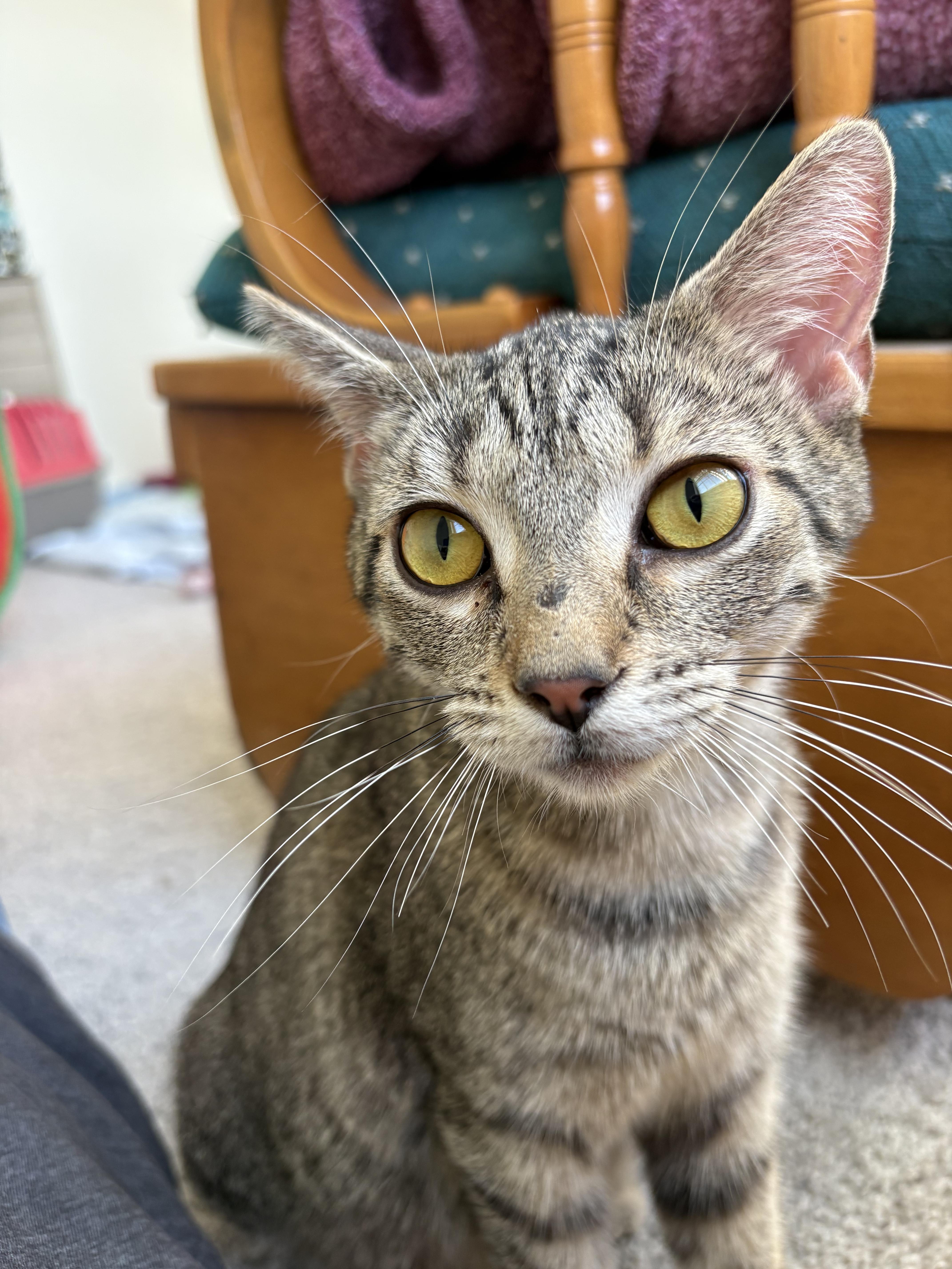 Glue, a Adoptable Domestic Short Hair in Greenwood, IN image 3/6