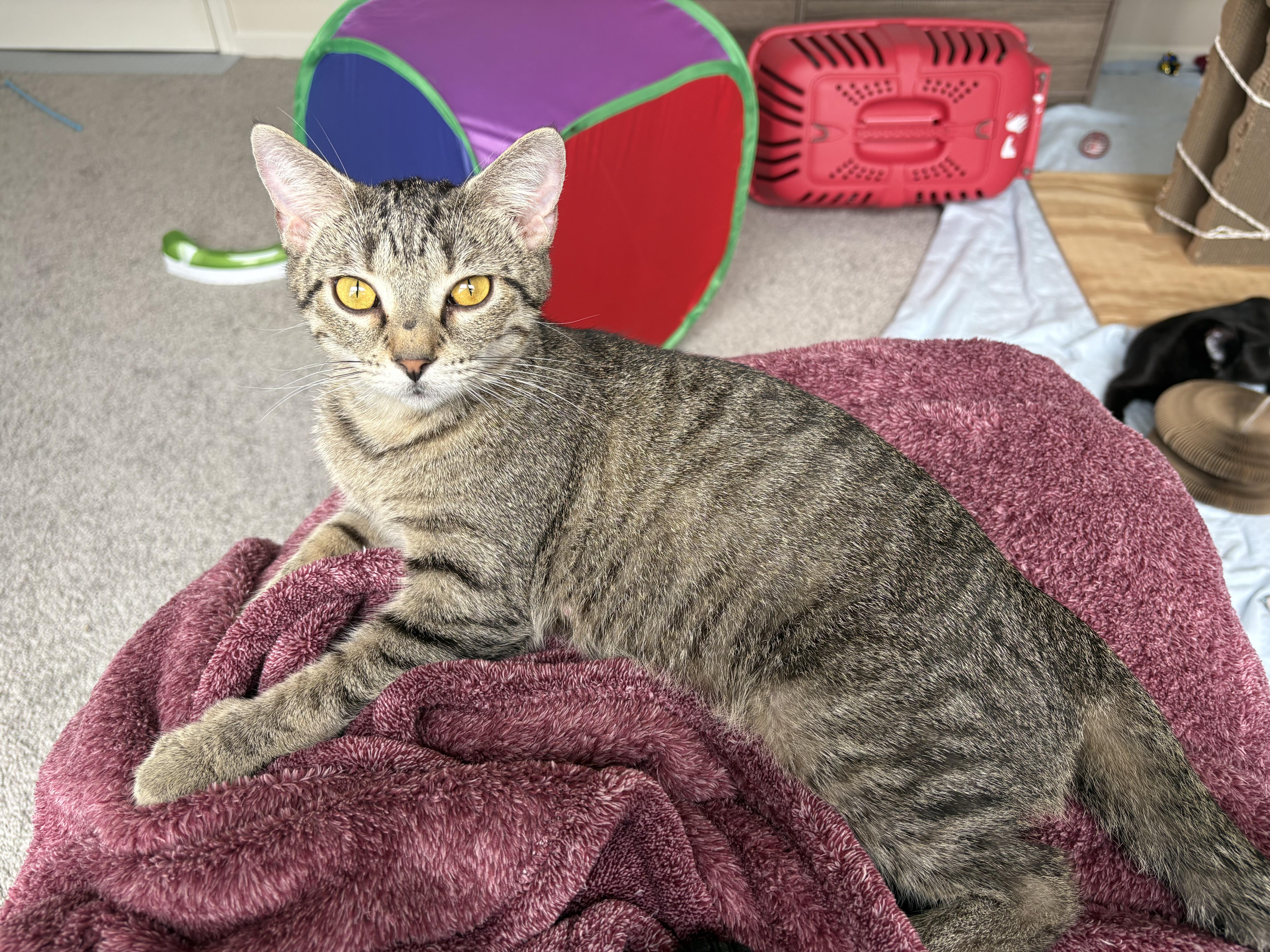 Glue, a Adoptable Domestic Short Hair in Greenwood, IN image 2/6