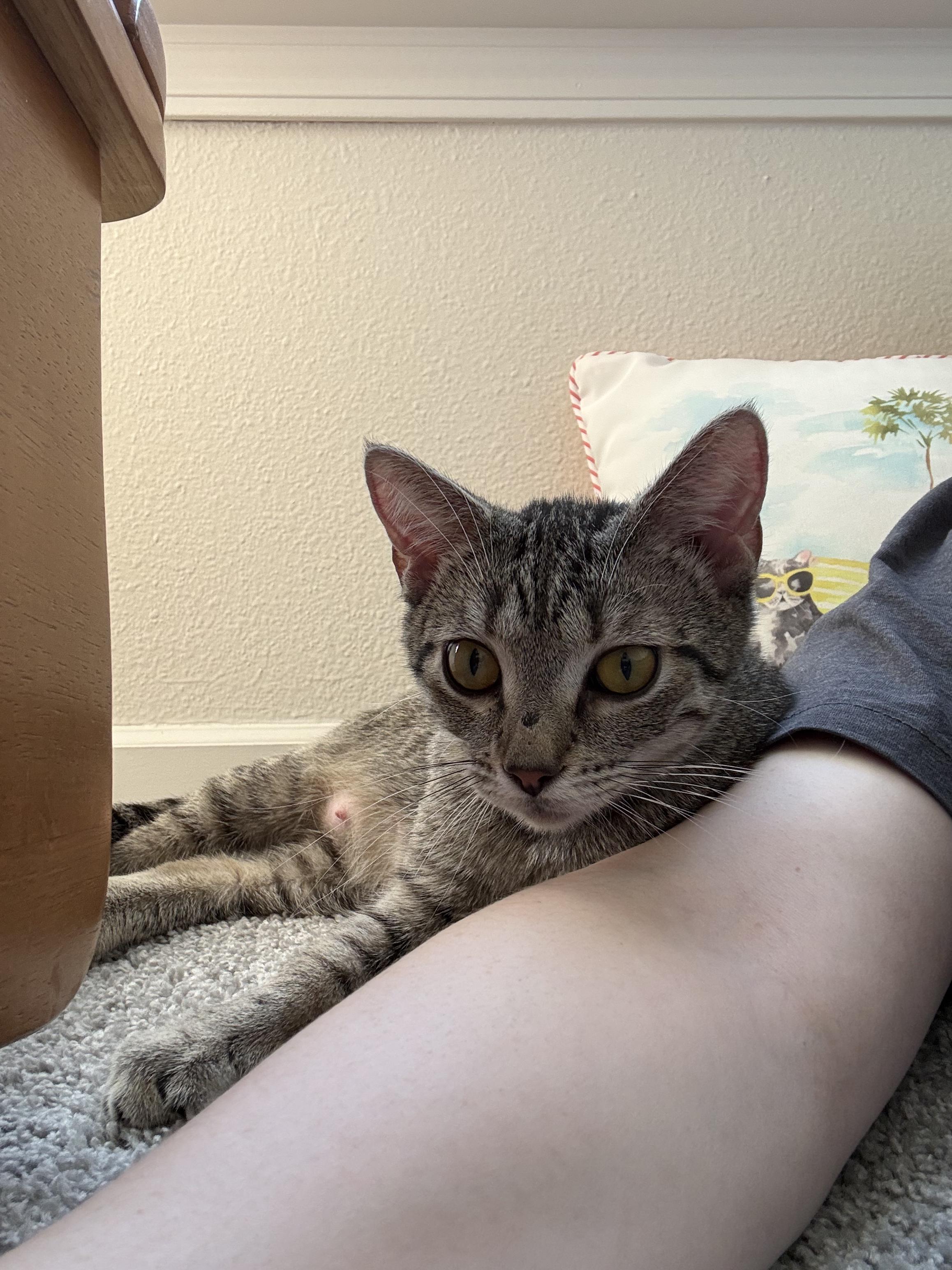 Glue, a Adoptable Domestic Short Hair in Greenwood, IN image 5/6