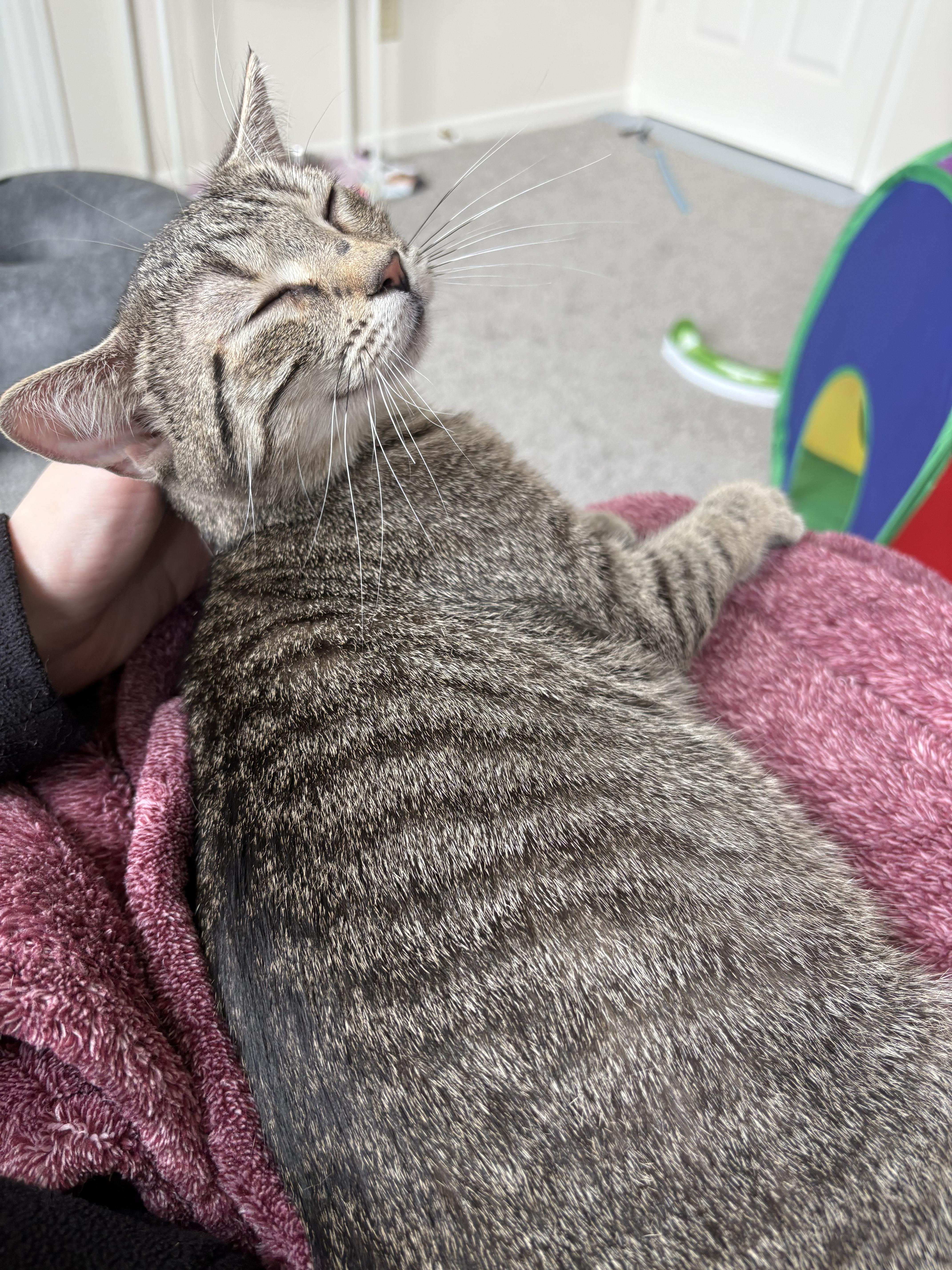 Glue, a Adoptable Domestic Short Hair in Greenwood, IN image 4/6