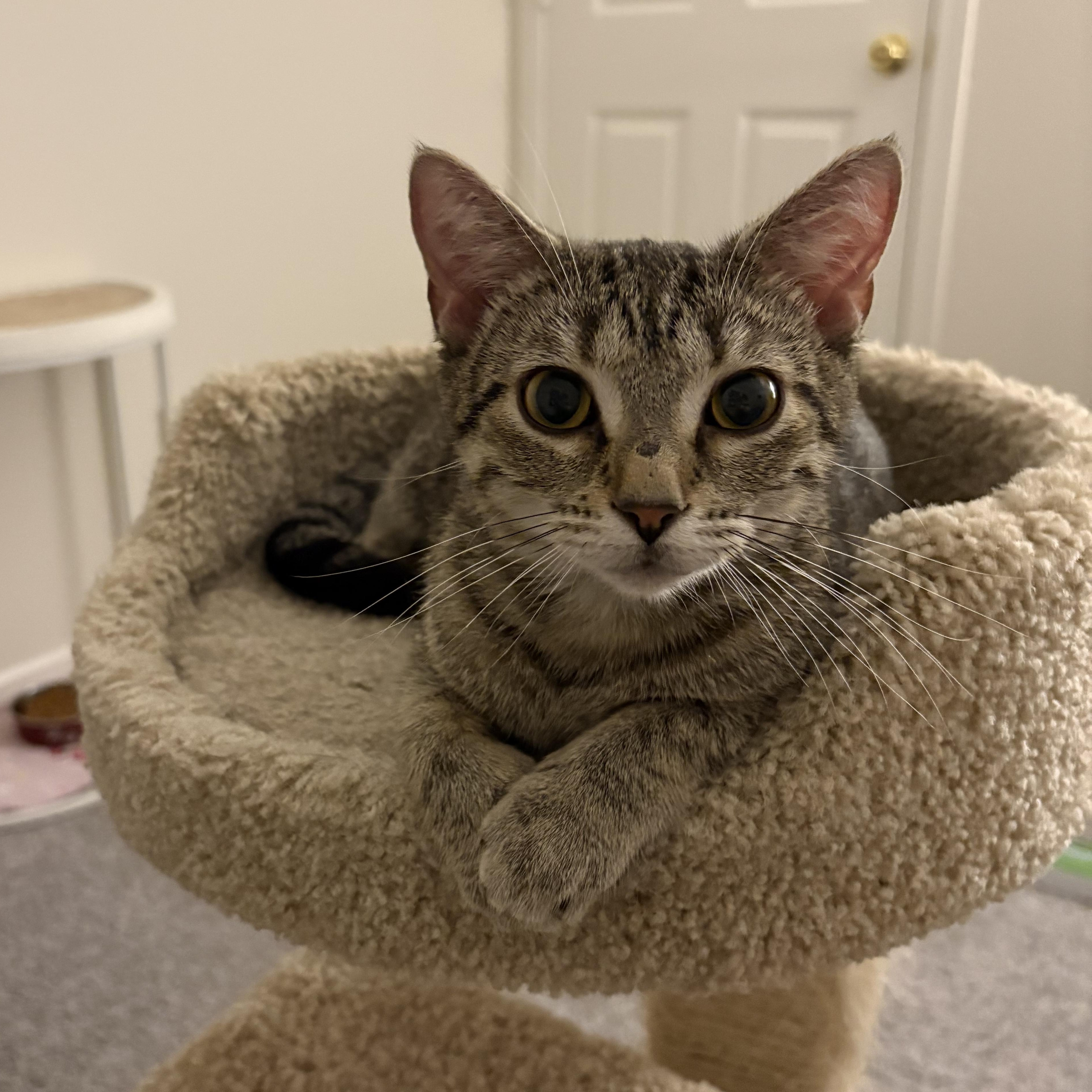 Glue, Adoptable, Young Female Domestic Short Hair.