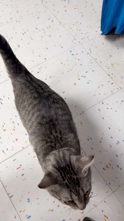 Enlarge Glue, a Adoptable Domestic Short Hair in Greenwood, IN video 6/6