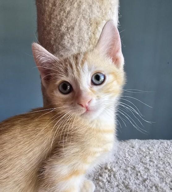 Enlarge Simba, a ADOPTABLE Domestic Short Hair in Wilmington, NC image 3/4