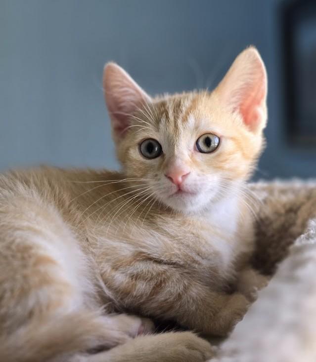 Enlarge Simba, a ADOPTABLE Domestic Short Hair in Wilmington, NC image 2/4