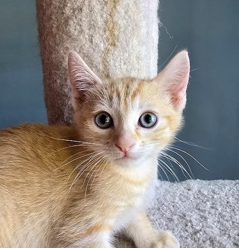 Enlarge Simba, a ADOPTABLE Domestic Short Hair in Wilmington, NC image 4/4