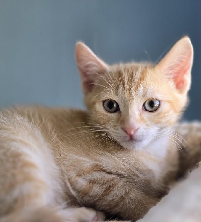Simba, ADOPTABLE, Kitten Male Domestic Short Hair.