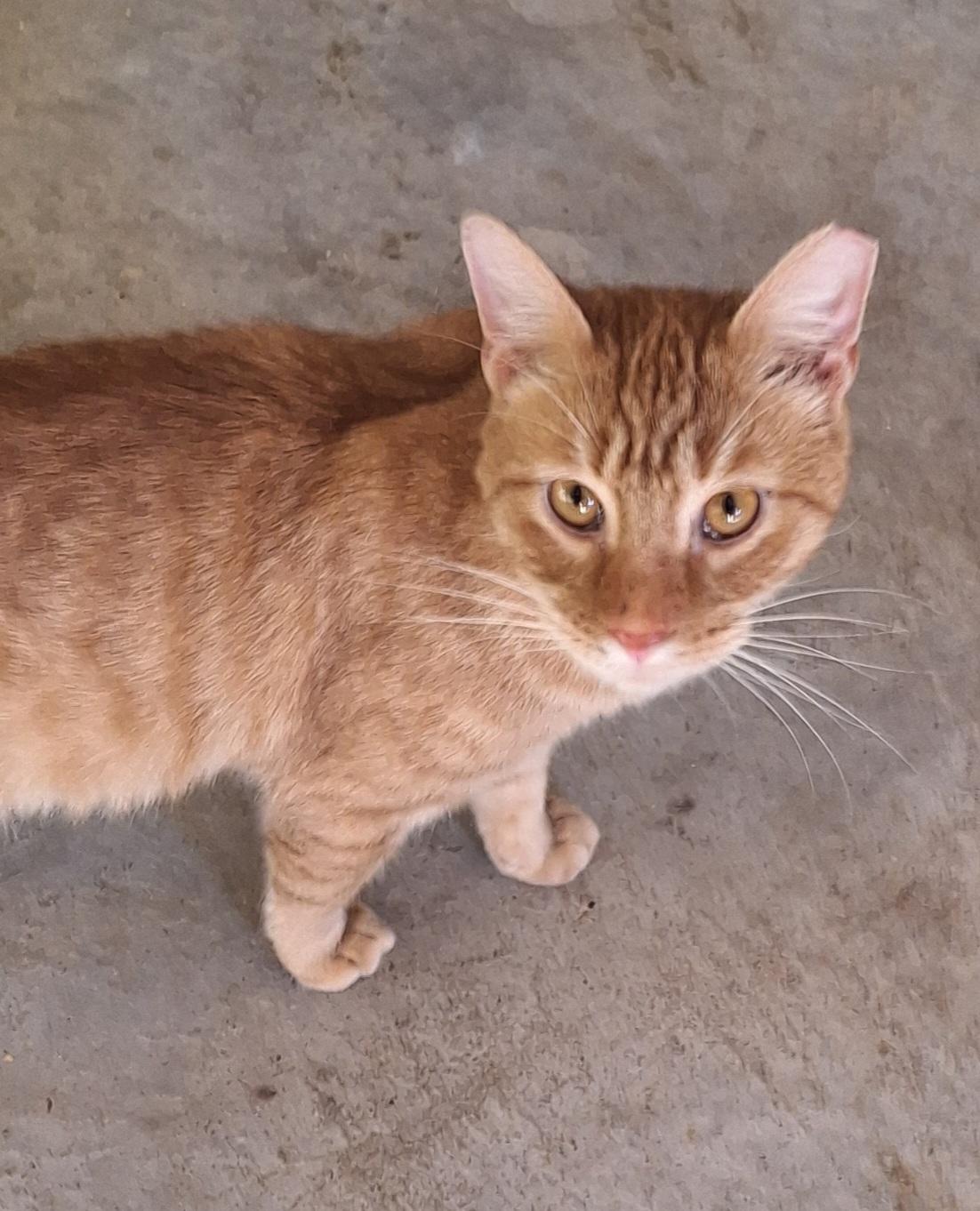 Enlarge Sparky, a Adoptable Tabby in Stanton, KY image 1/6