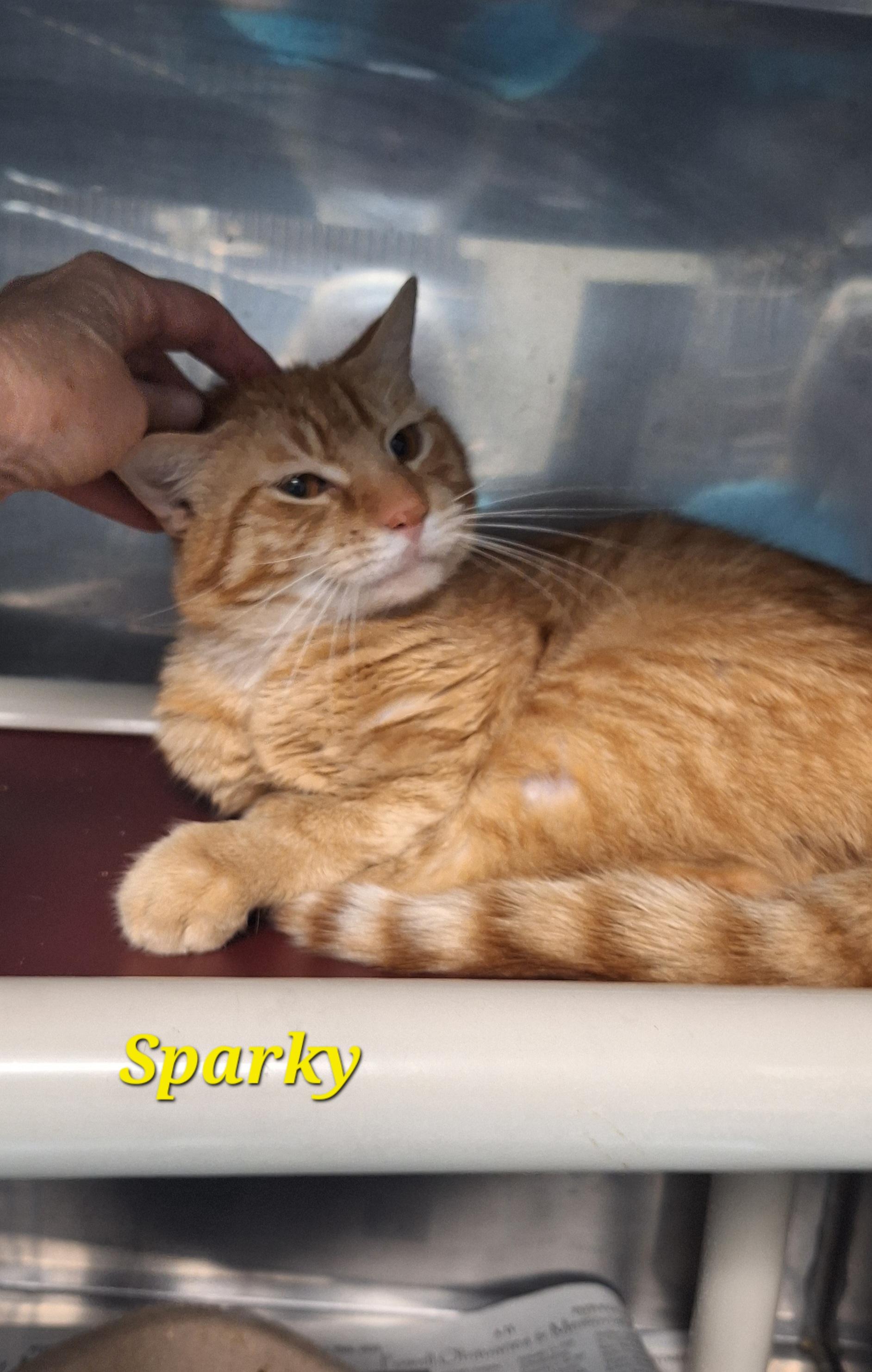 Enlarge Sparky, a ADOPTABLE Tabby in Stanton, KY image 1/5