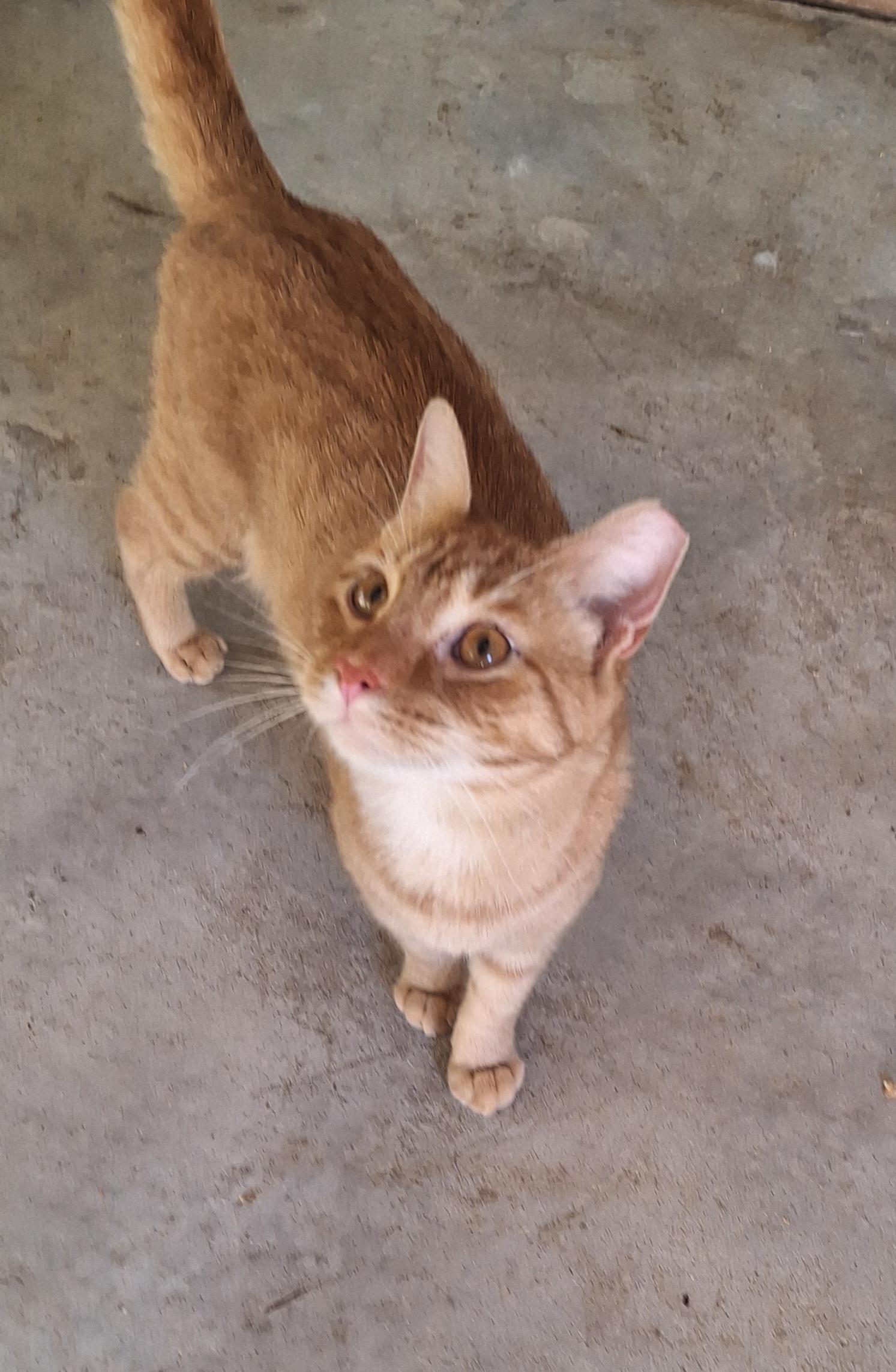 Enlarge Sparky, a Adoptable Tabby in Stanton, KY image 2/6