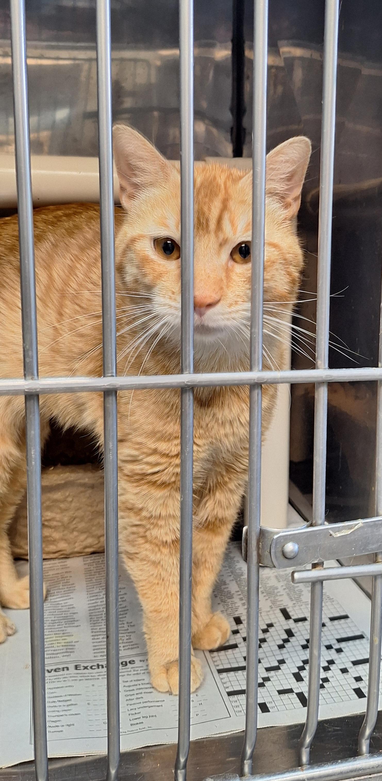 Enlarge Sparky, a ADOPTABLE Tabby in Stanton, KY image 2/5