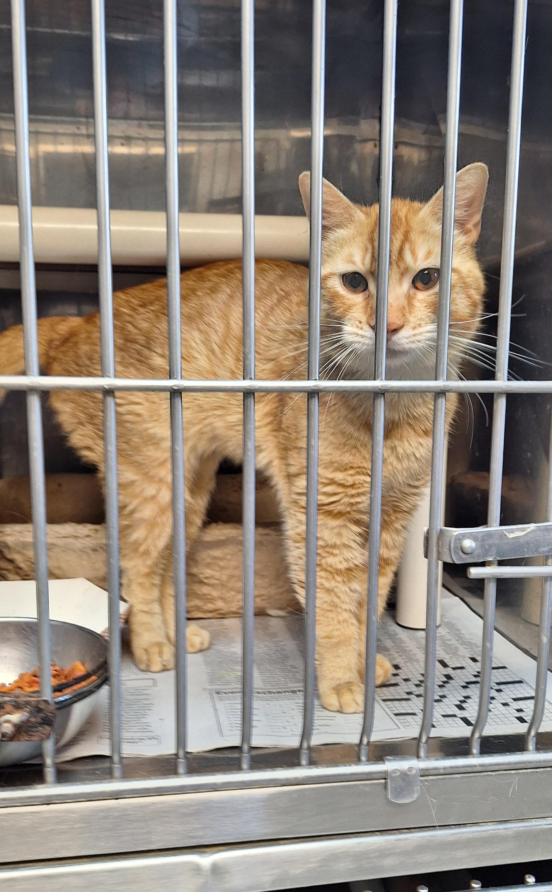 Enlarge Sparky, a ADOPTABLE Tabby in Stanton, KY image 5/5