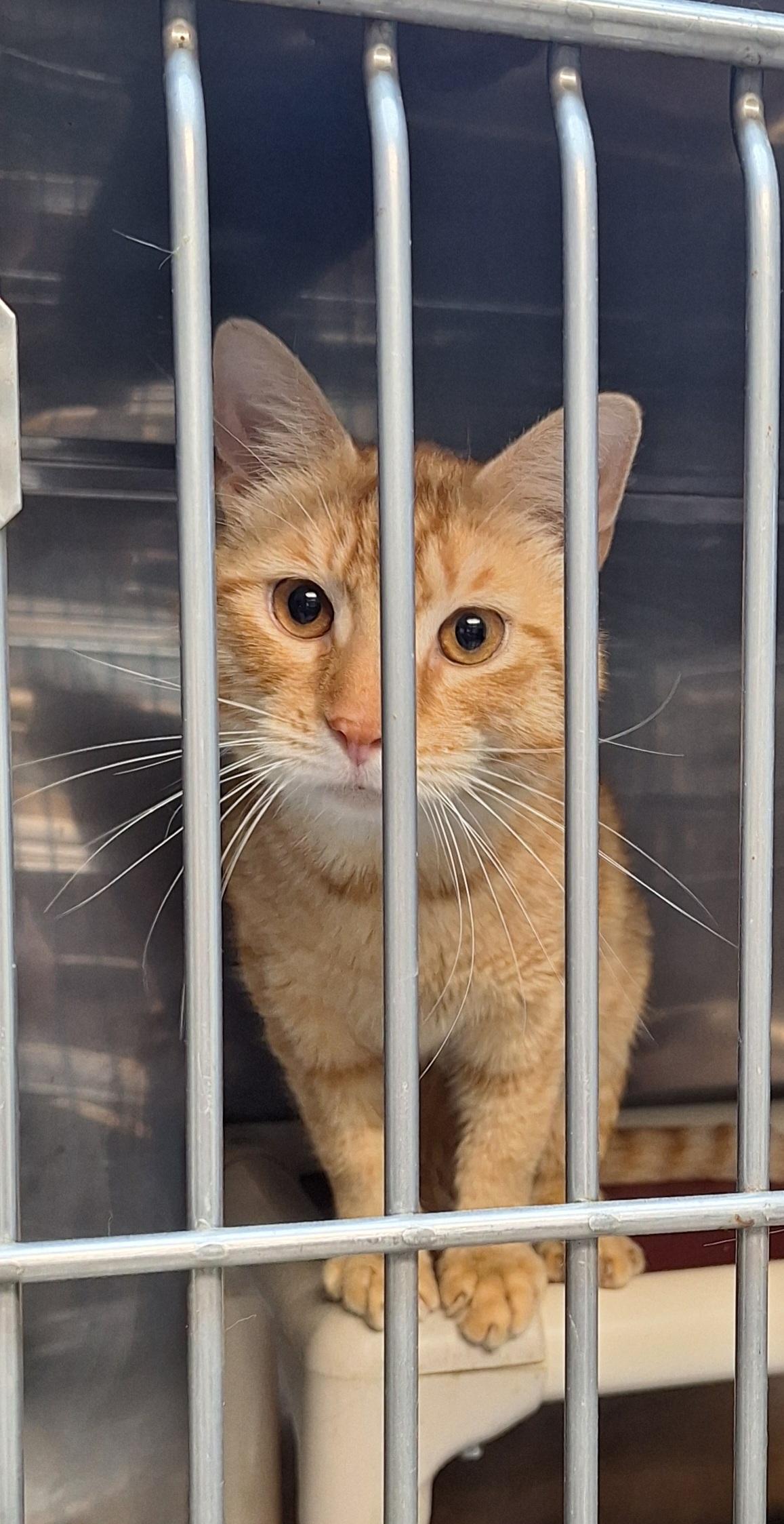 Enlarge Sparky, a ADOPTABLE Tabby in Stanton, KY image 3/5