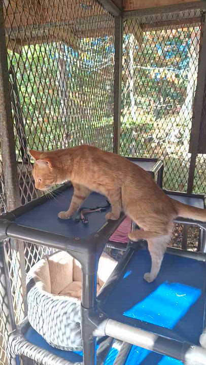 Enlarge Sparky, a Adoptable Tabby in Stanton, KY video 6/6