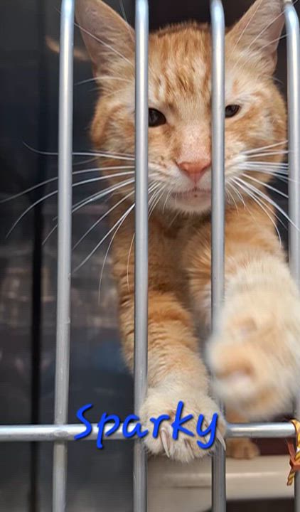 Enlarge Sparky, a ADOPTABLE Tabby in Stanton, KY video 4/5