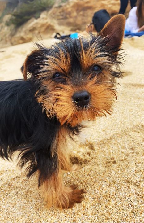 Toffee, a Adopted Yorkshire Terrier in Orangevale, CA image 1/5