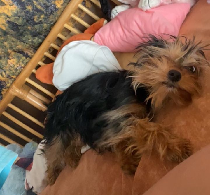 Toffee, a Adopted Yorkshire Terrier in Orangevale, CA image 2/5