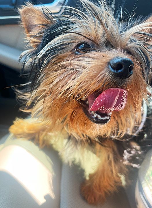 Toffee, a Adopted Yorkshire Terrier in Orangevale, CA image 3/5