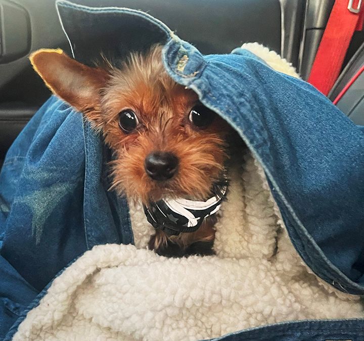 Toffee, a Adopted Yorkshire Terrier in Orangevale, CA image 4/5