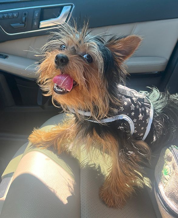 Toffee, a Adopted Yorkshire Terrier in Orangevale, CA image 5/5