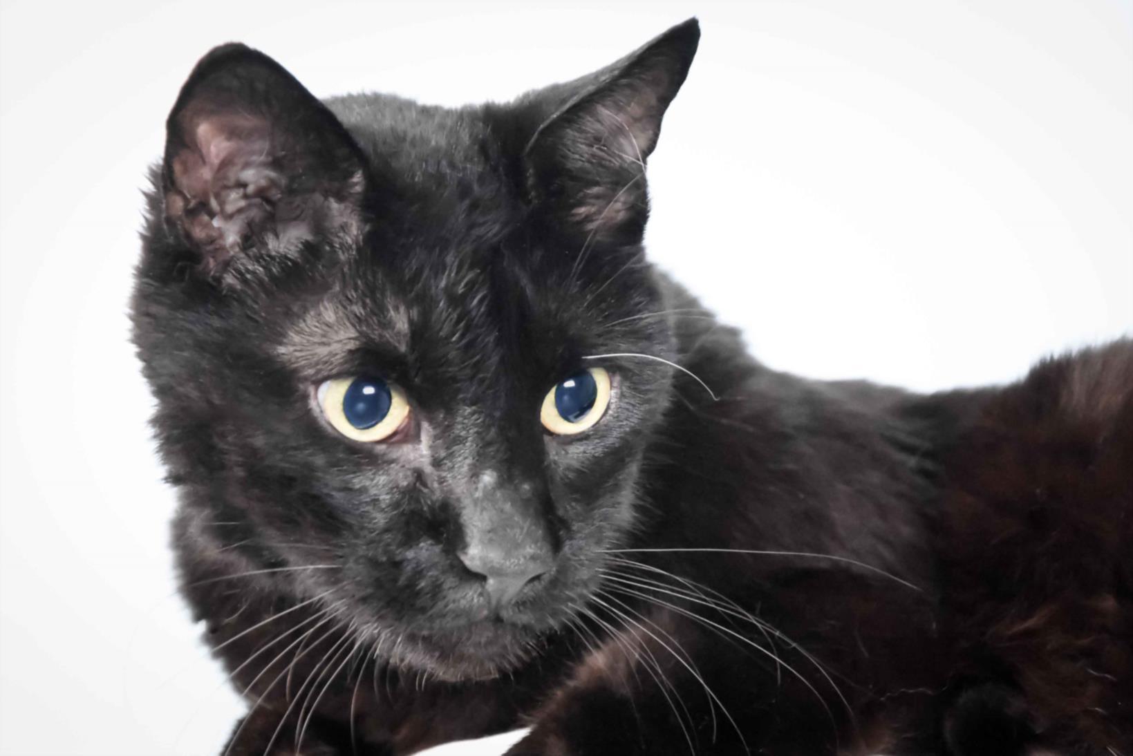 EDUARDO, Adoptable, Senior Male Domestic Short Hair.