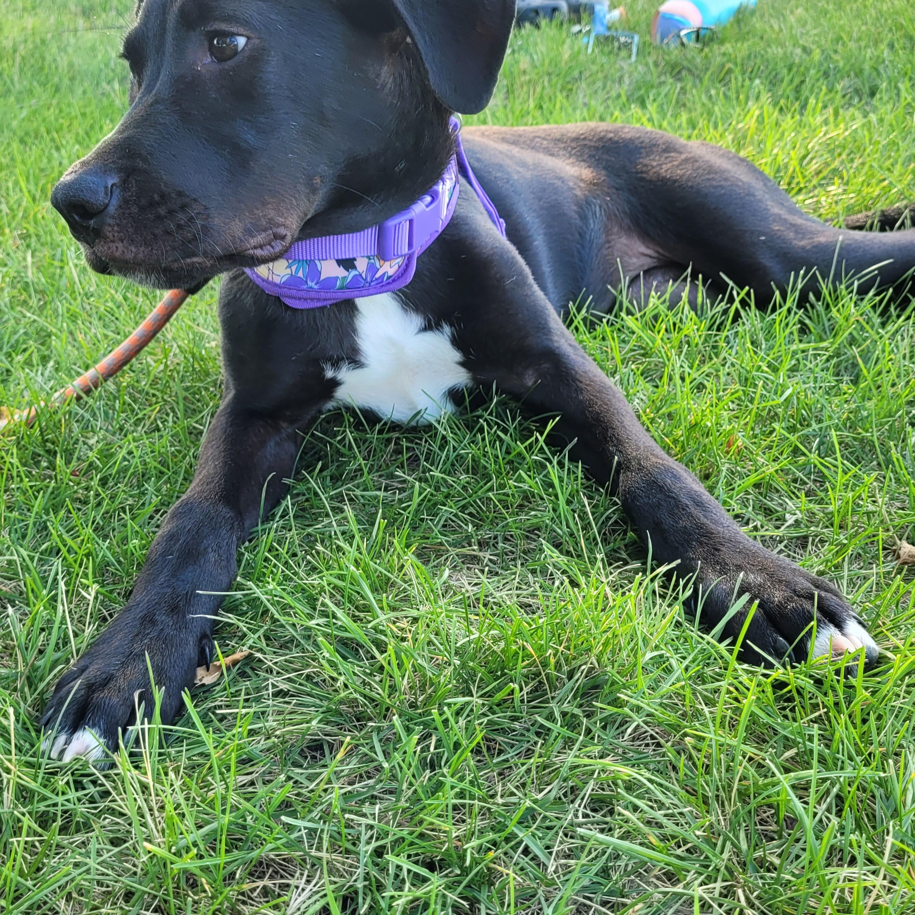 Marlow, a ADOPTABLE mixed breed in Byron, IL image 6/6