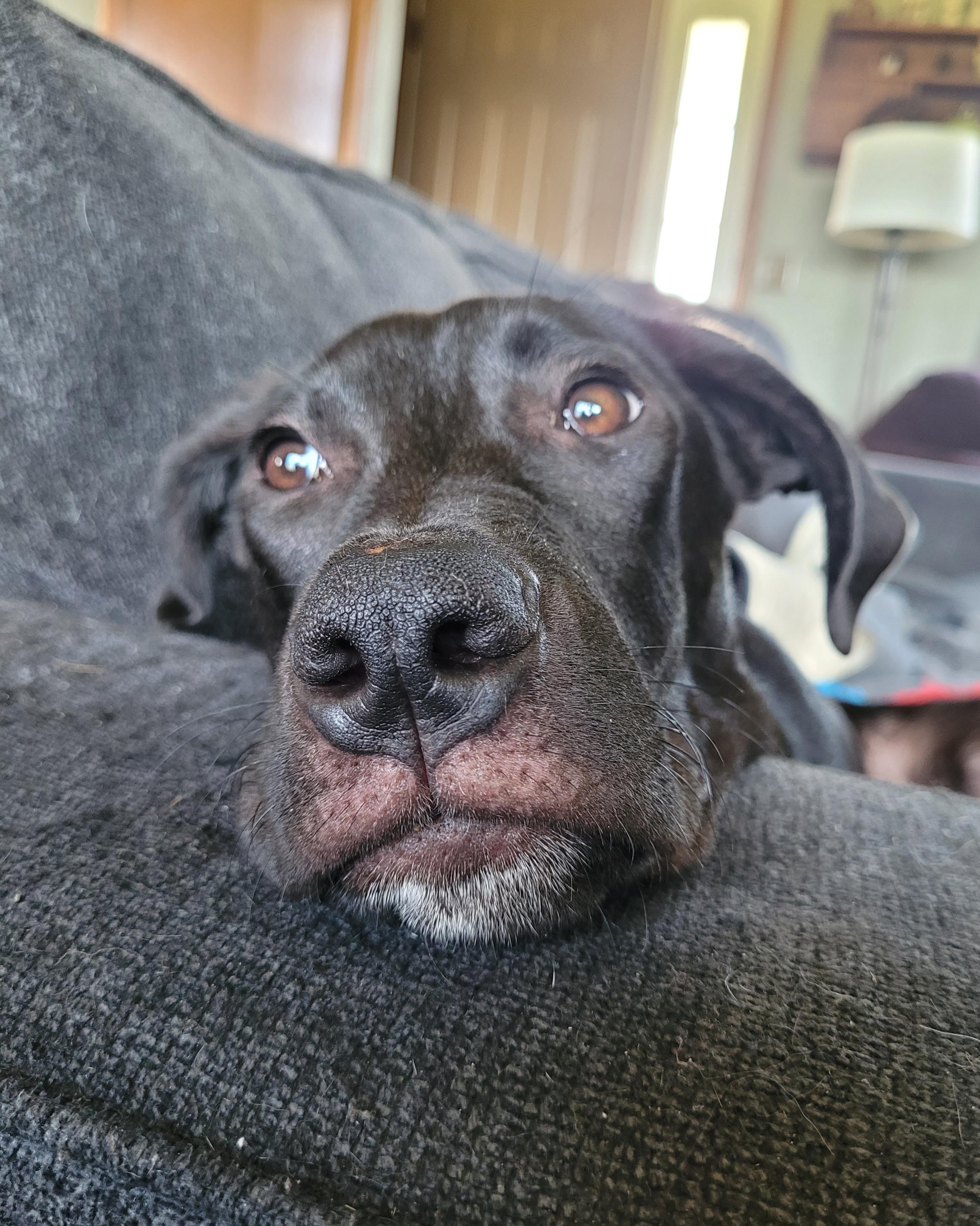 Marlow, a ADOPTABLE mixed breed in Byron, IL image 2/6