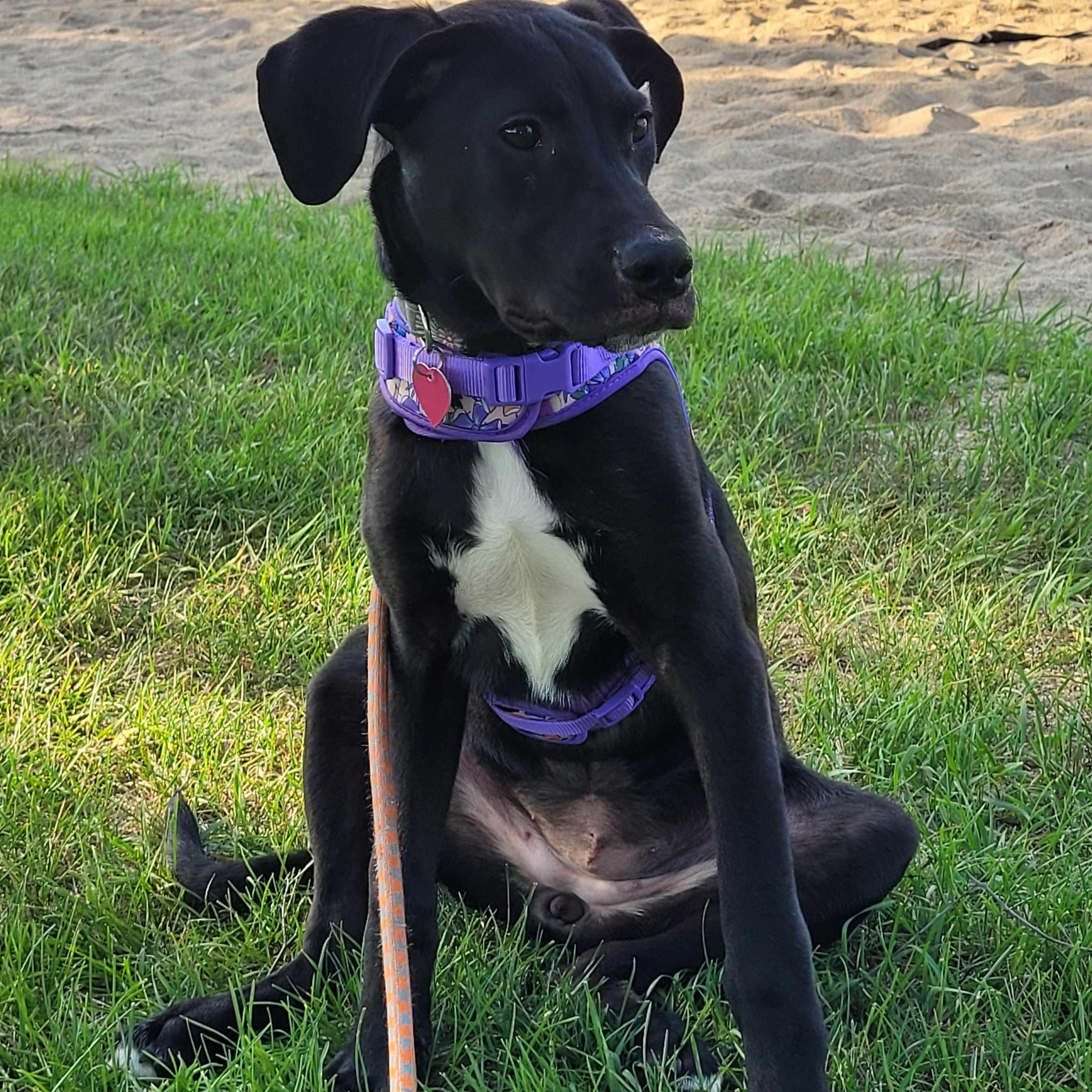 Marlow, a ADOPTABLE mixed breed in Byron, IL image 5/6