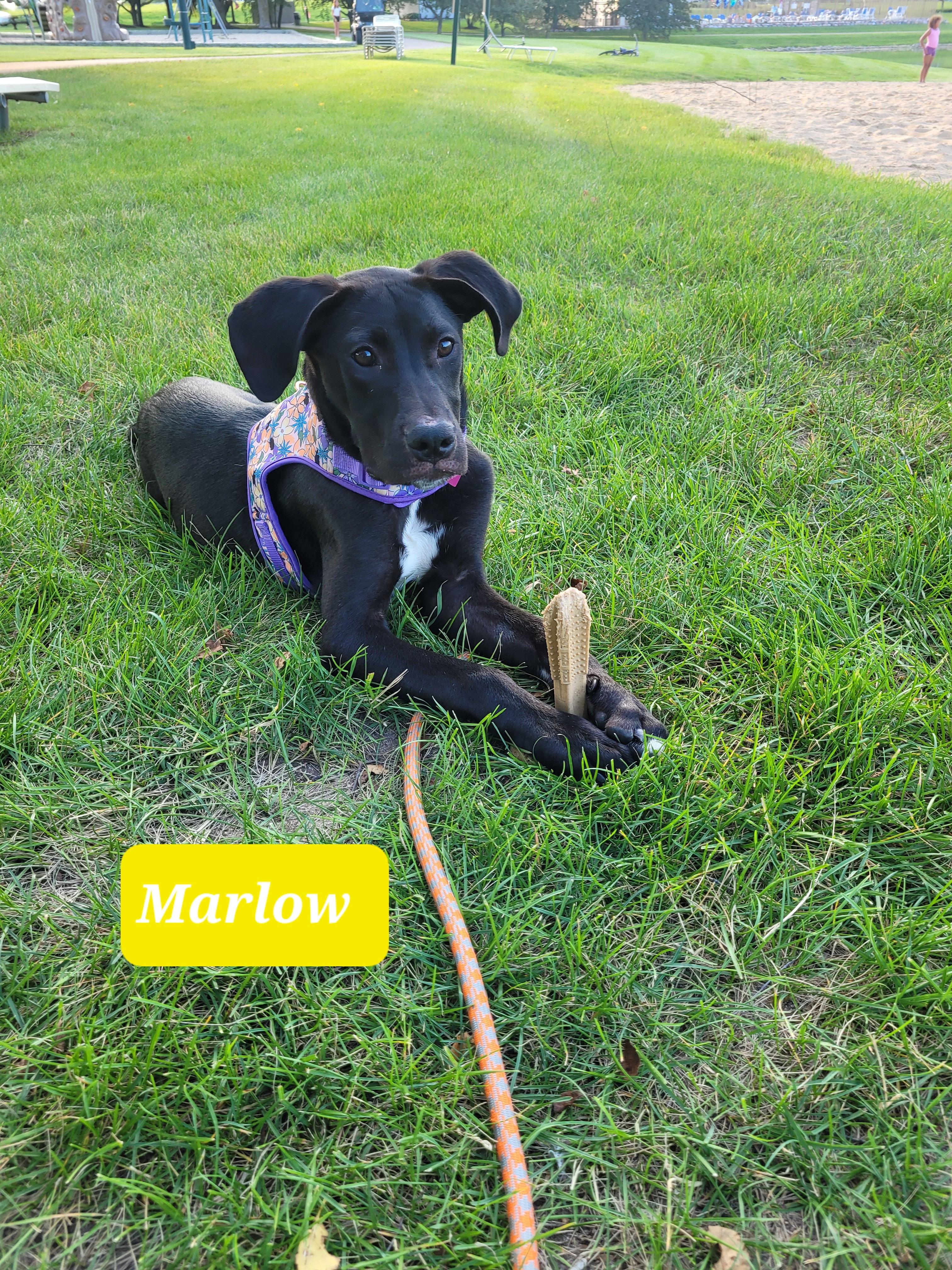 Marlow, a ADOPTABLE mixed breed in Byron, IL image 4/6