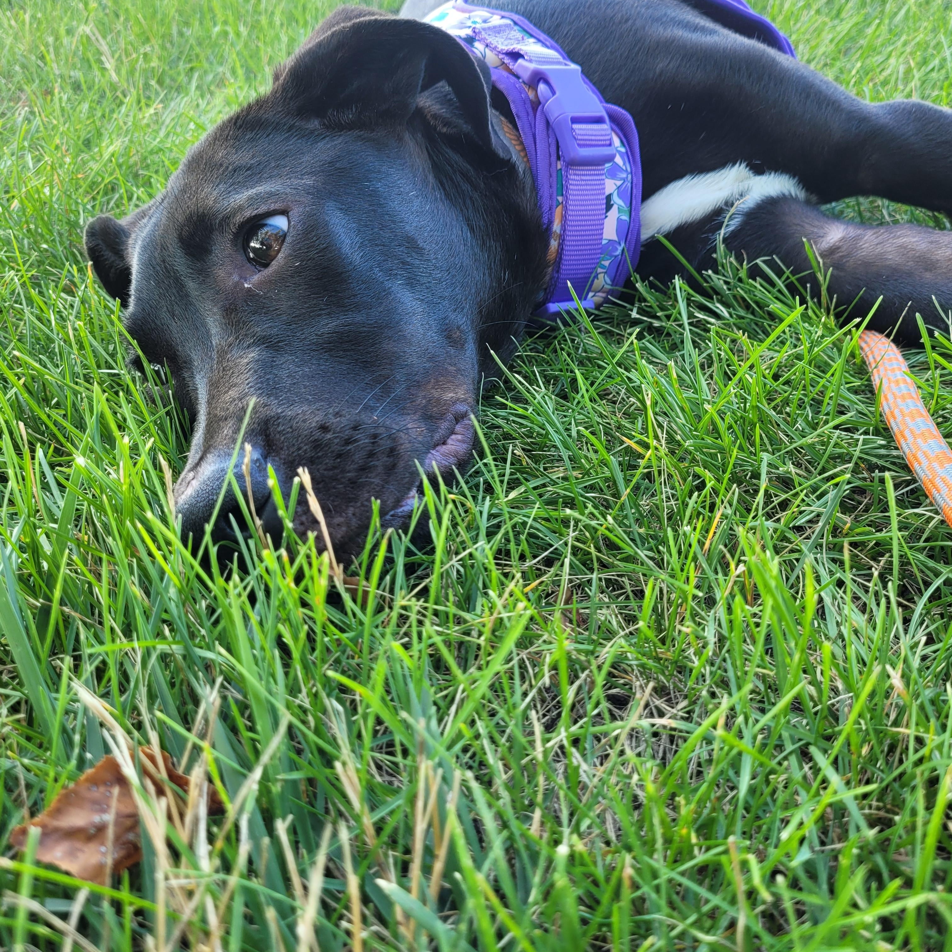 Marlow, a ADOPTABLE mixed breed in Byron, IL image 1/6