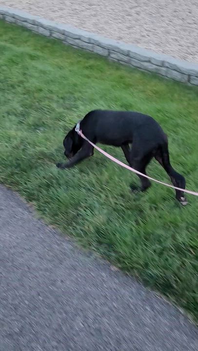 Enlarge Marlow, a ADOPTABLE mixed breed in Byron, IL video 3/6