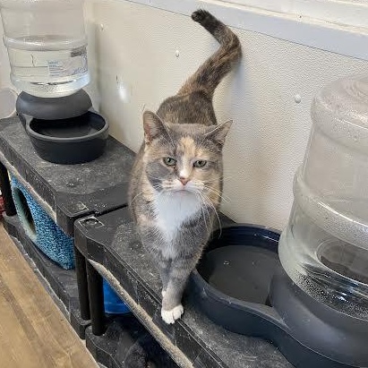 Enlarge Freya, an adoptable Domestic Short Hair in Hopkinsville, KY image 1/5