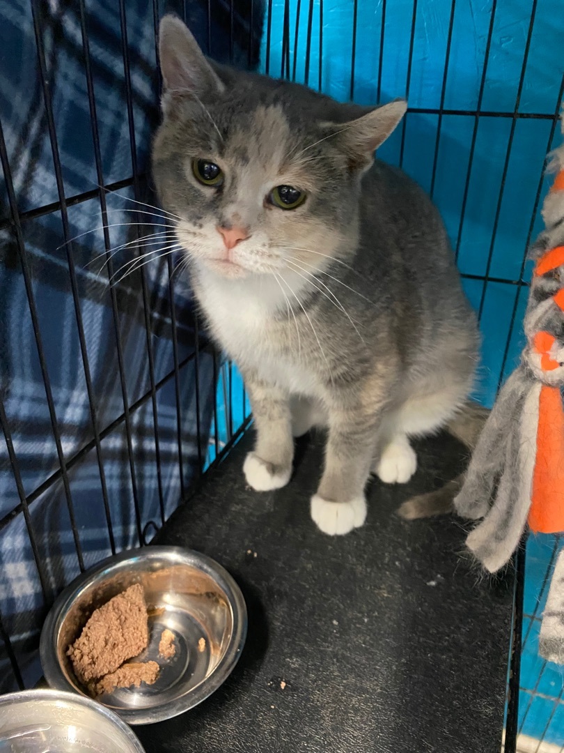 Enlarge Freya, a Adoptable Domestic Short Hair in Hopkinsville, KY image 1/1