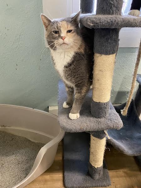 Enlarge Freya, an adoptable Domestic Short Hair in Hopkinsville, KY image 4/5