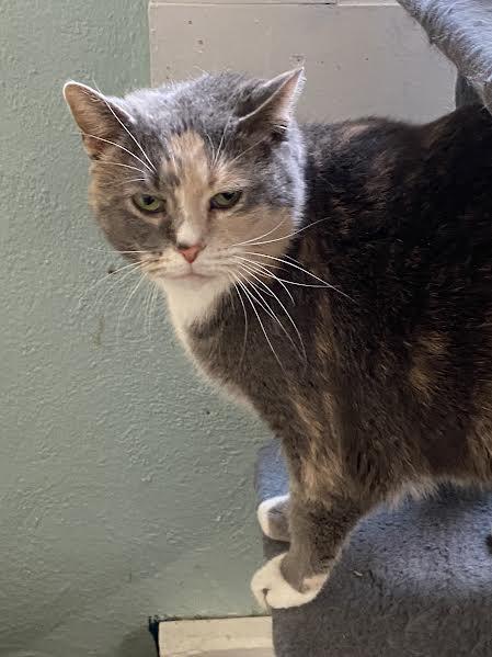 Enlarge Freya, an adoptable Domestic Short Hair in Hopkinsville, KY image 3/5
