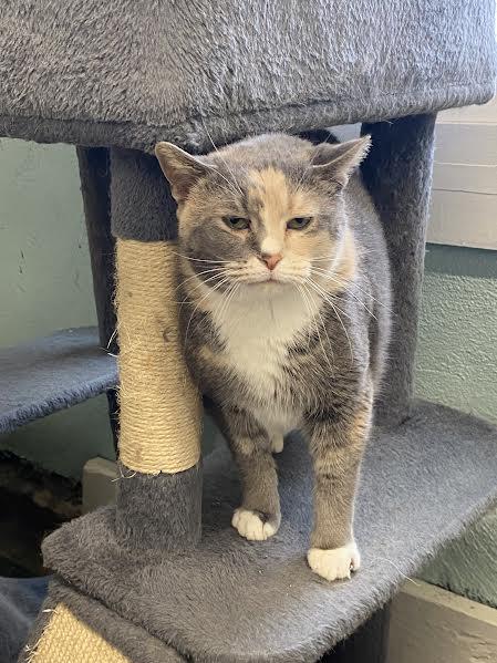 Enlarge Freya, an adoptable Domestic Short Hair in Hopkinsville, KY image 5/5