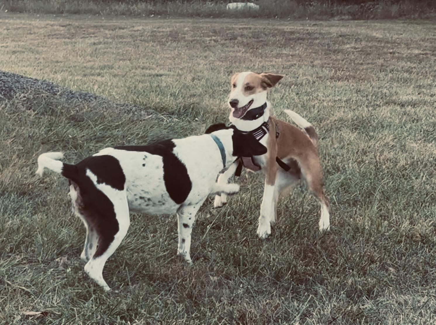 Dolly Pawton, Adoptable, Young Female American Foxhound.