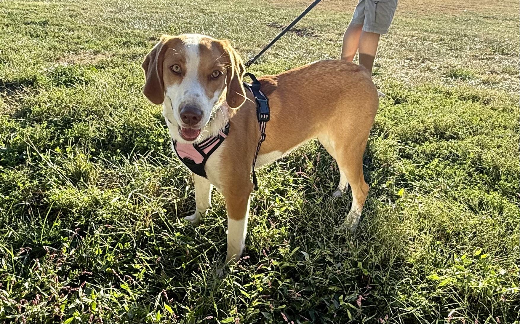 Enlarge Dolly Pawton, a Adoptable American Foxhound in Mexico, MO image 2/5