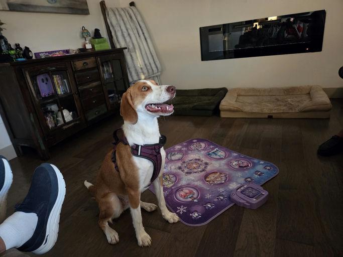 Enlarge Dolly Pawton, a Adoptable American Foxhound in Mexico, MO image 3/5