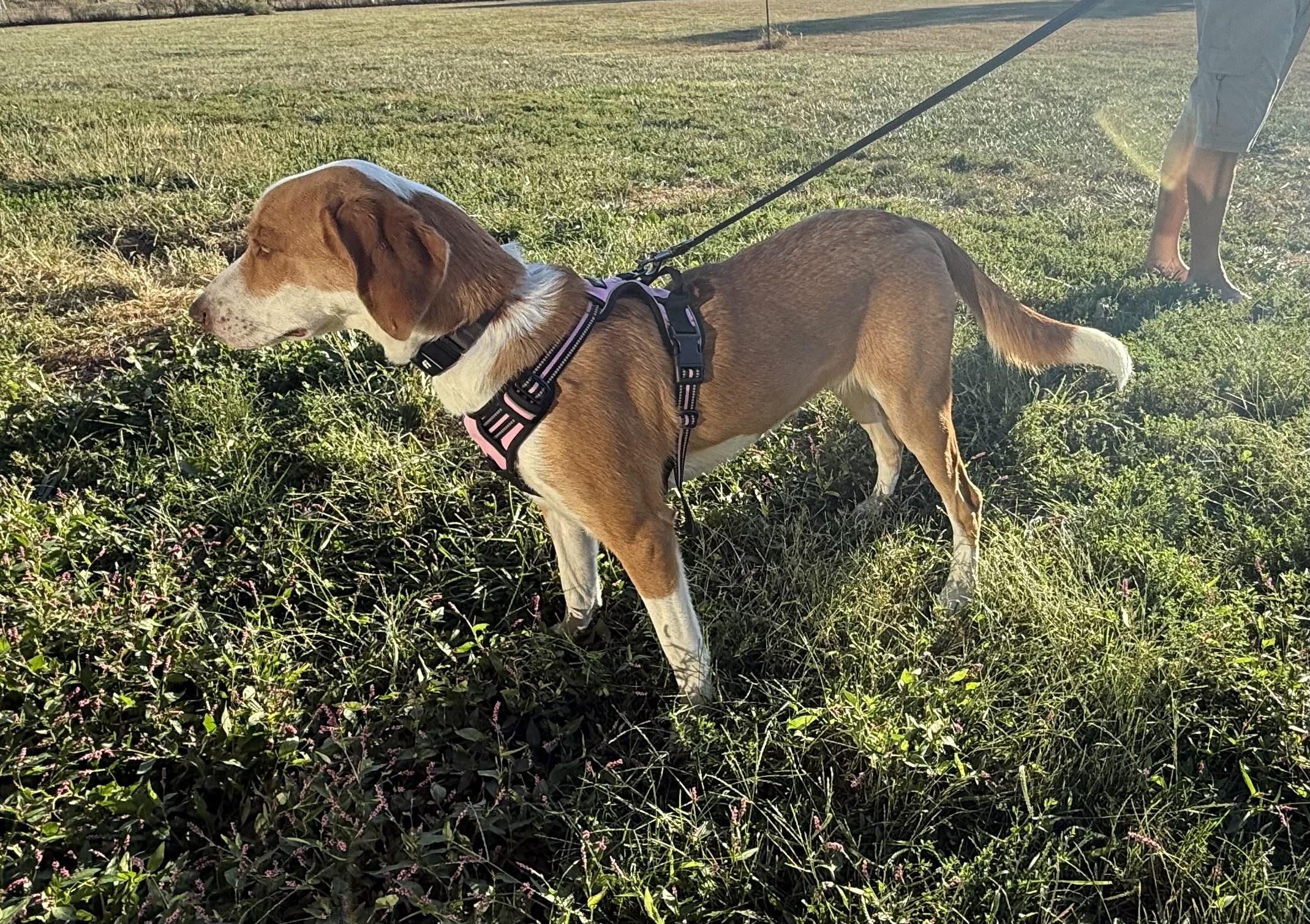 Enlarge Dolly Pawton, a Adoptable American Foxhound in Mexico, MO image 4/5