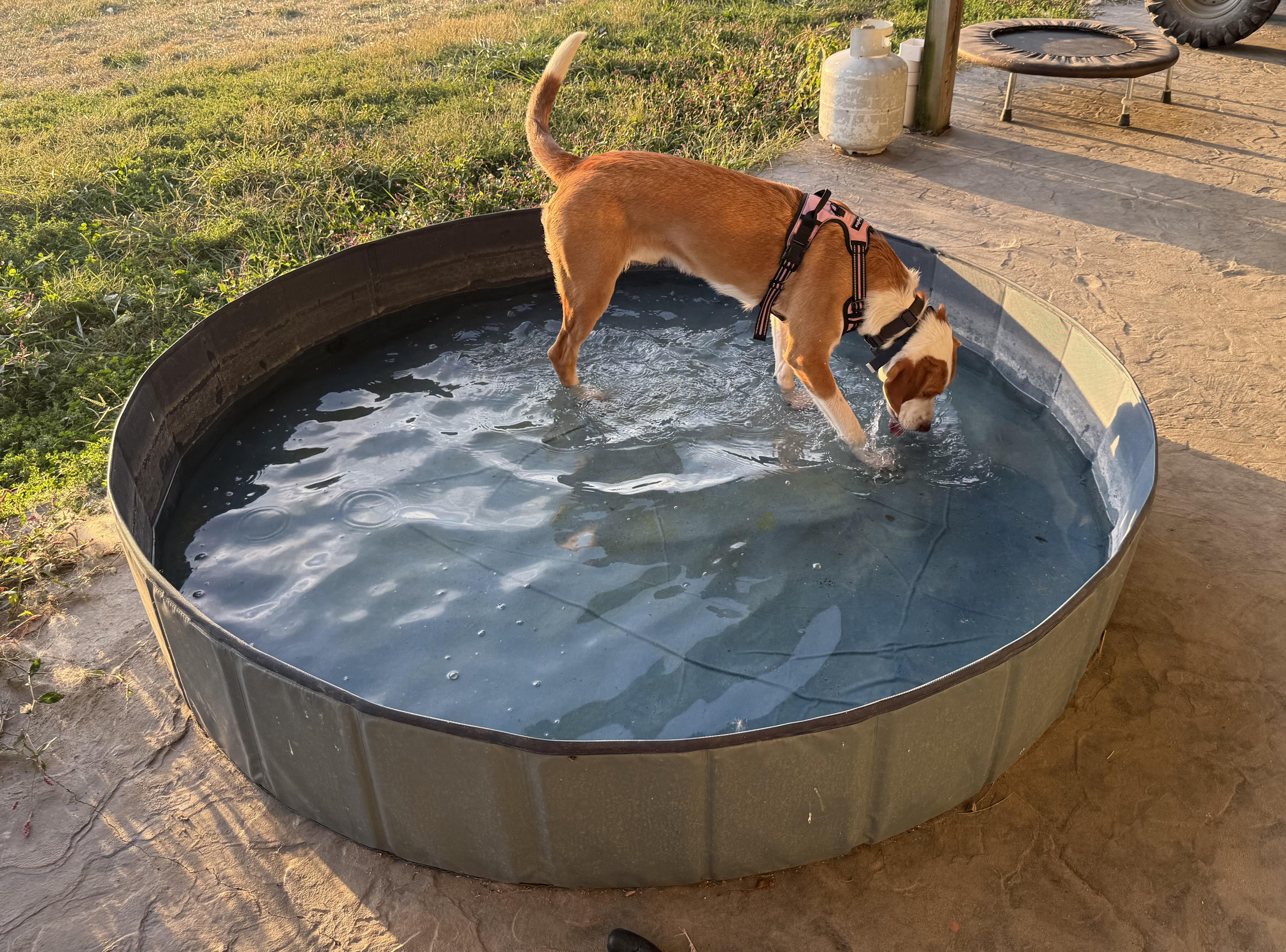 Enlarge Dolly Pawton, a Adoptable American Foxhound in Mexico, MO image 5/5
