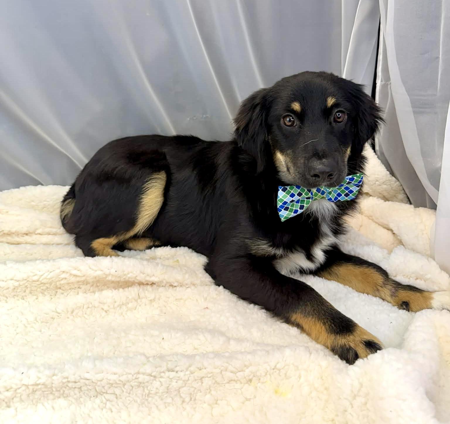 Enlarge Benedict, a Adoptable Australian Shepherd in Southfield , MI image 4/6