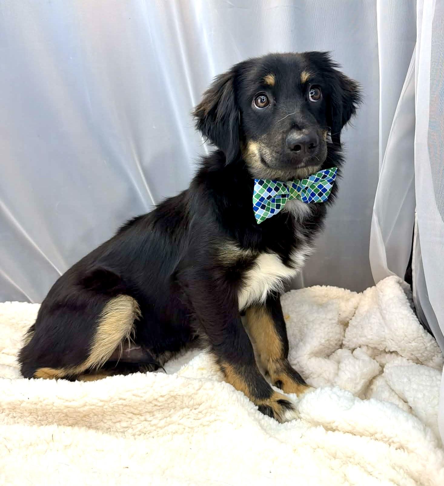 Enlarge Benedict, a Adoptable Australian Shepherd in Southfield , MI image 1/6