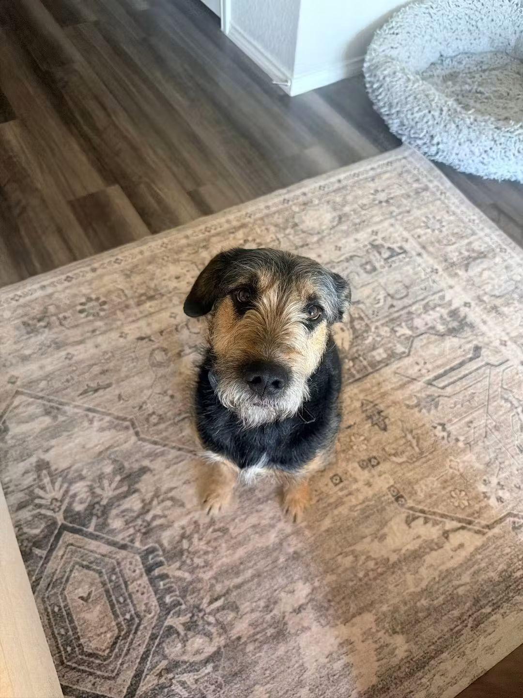 SF-Bronco, an adoptable Airedale Terrier in Billings, MT, 59101 | Photo Image 2