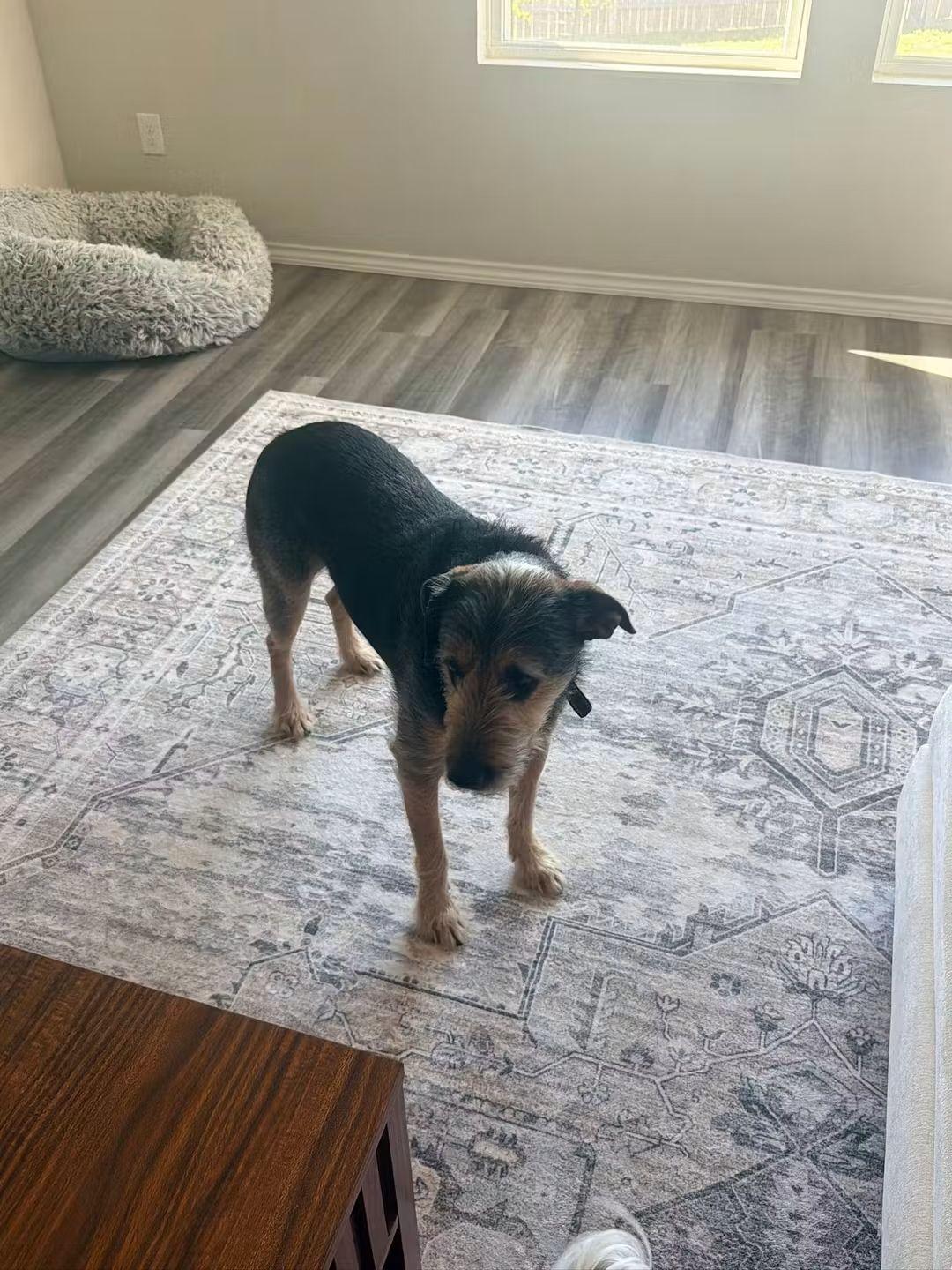 Bronco, a Adoptable Airedale Terrier in Billings, MT image 2/5