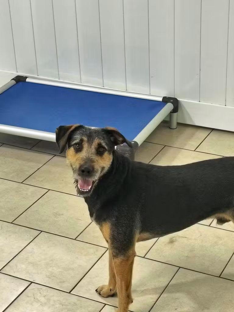 SF-Bronco, an adoptable Airedale Terrier in Billings, MT, 59101 | Photo Image 4