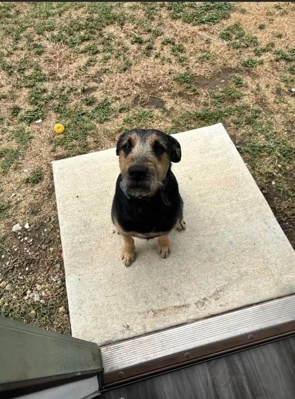 Bronco, a Adoptable Airedale Terrier in Billings, MT image 4/5