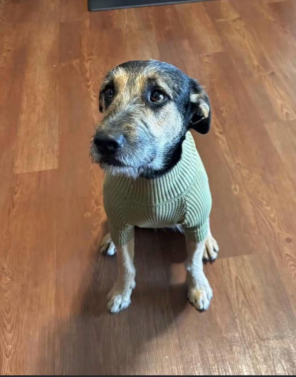 Bronco, a Adoptable Airedale Terrier in Billings, MT image 5/5