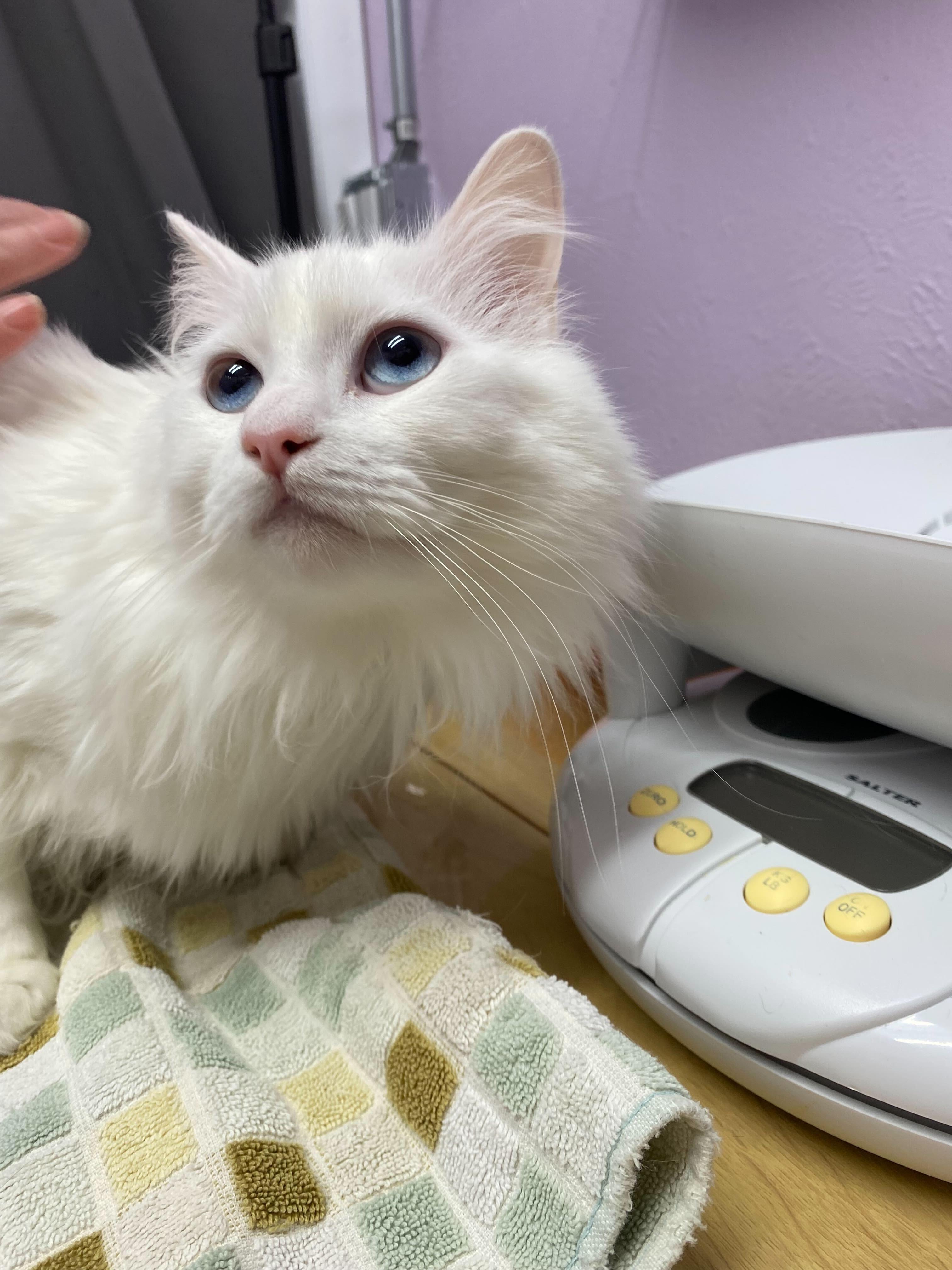 Luna (bonded to Lola), Adoptable, Adult Female Domestic Long Hair.