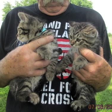Andrew & Thomas, adopted, Kitten Male Maine Coon & Domestic Medium Hair.