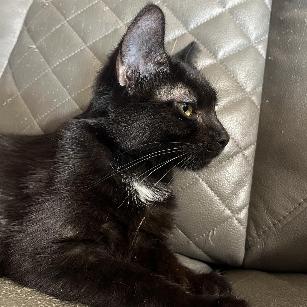 Diamond, Adoptable, Adult Female Domestic Short Hair.